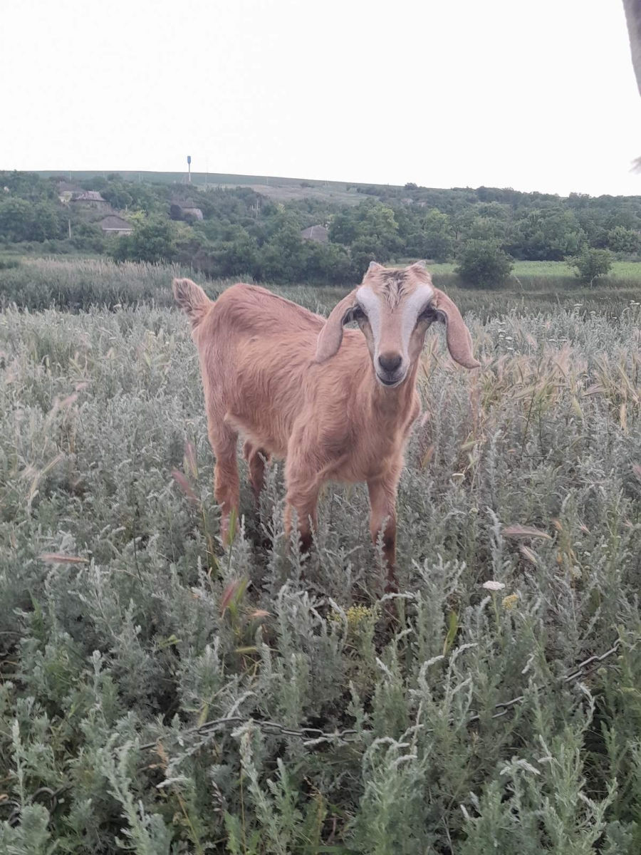 Capră și iediță de vânzare  фото 2