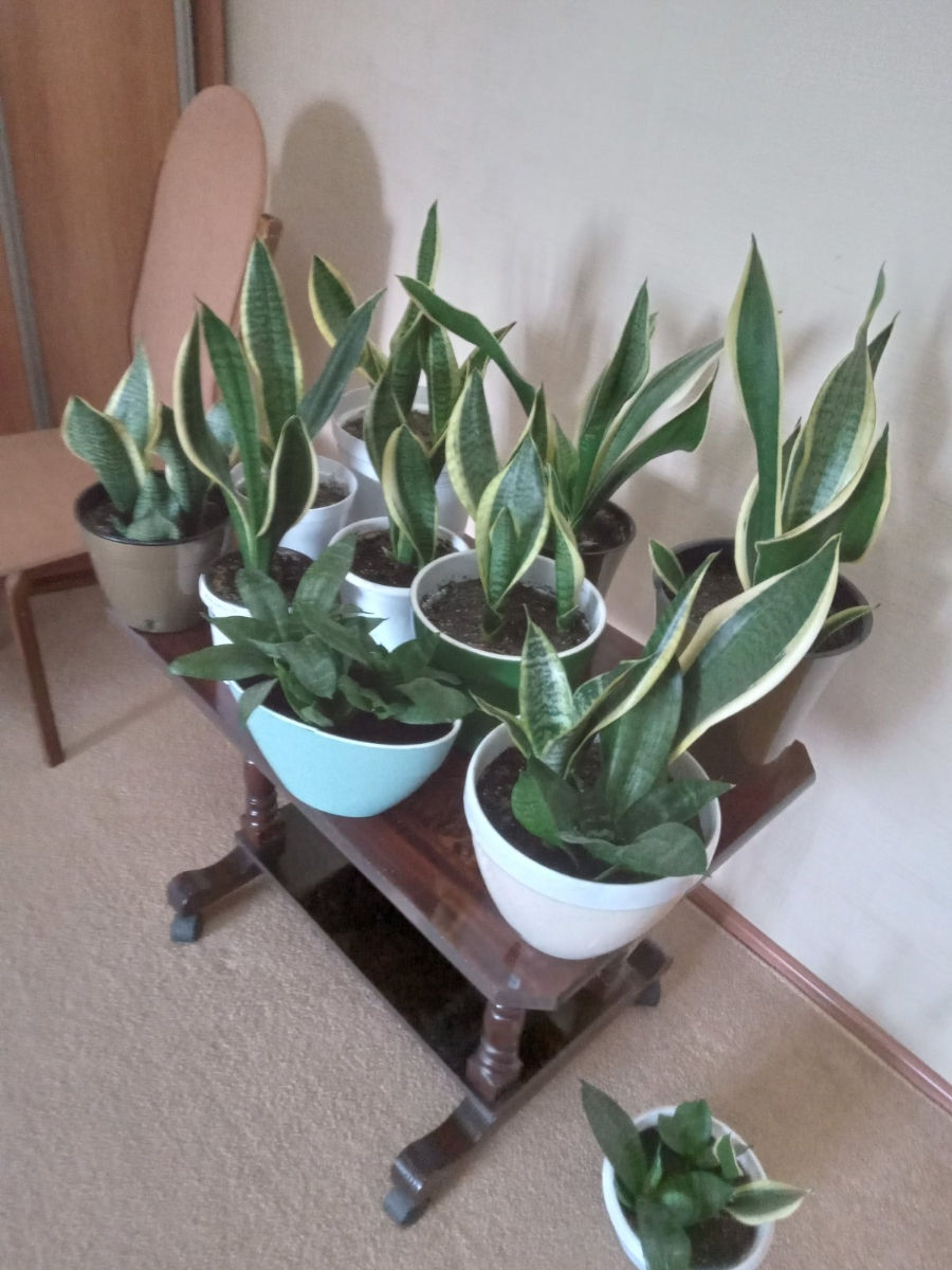 Sansevieria (Limba soacrei) foto 0