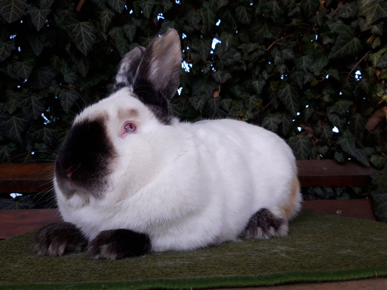 Iepuri Californieni foto 2