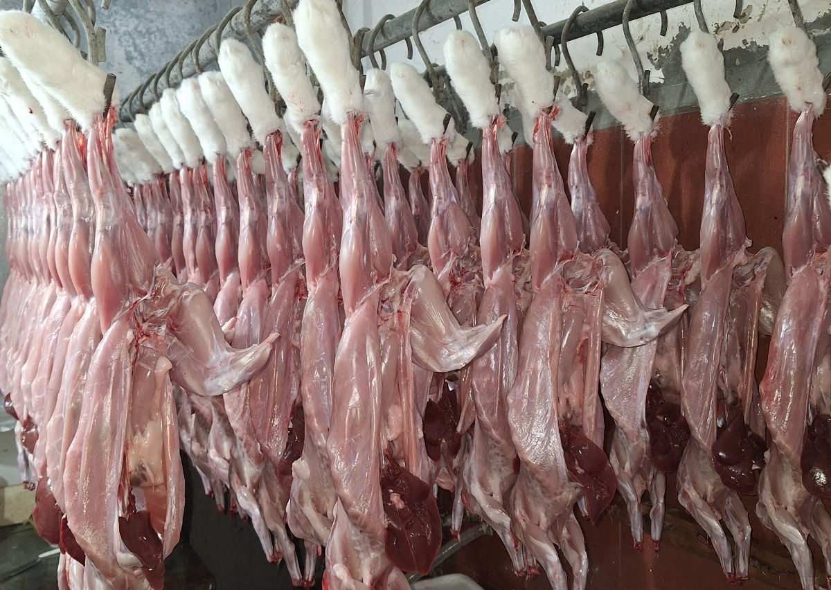 Carne de iepure, cantități mari livrăm și în Chișinău,140 lei/kg, foto 0