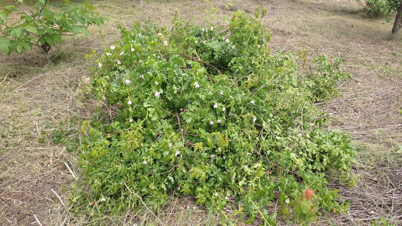 Ofer  servicii    cosit  iarba, puieți de vișin  cu motocoasa foto 4