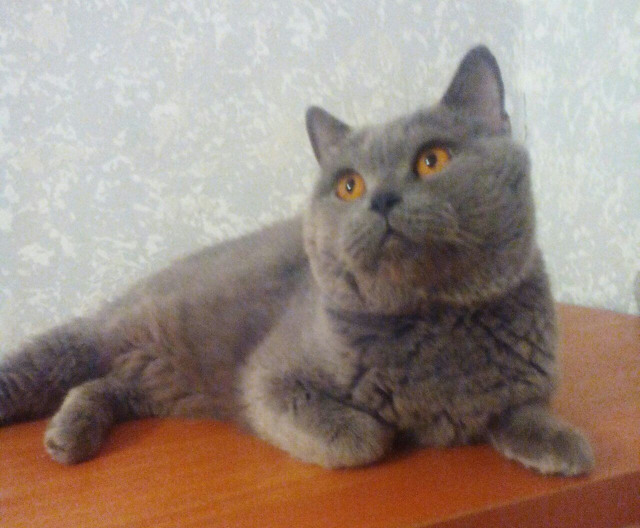 Кот( Scottish Straight Blue)