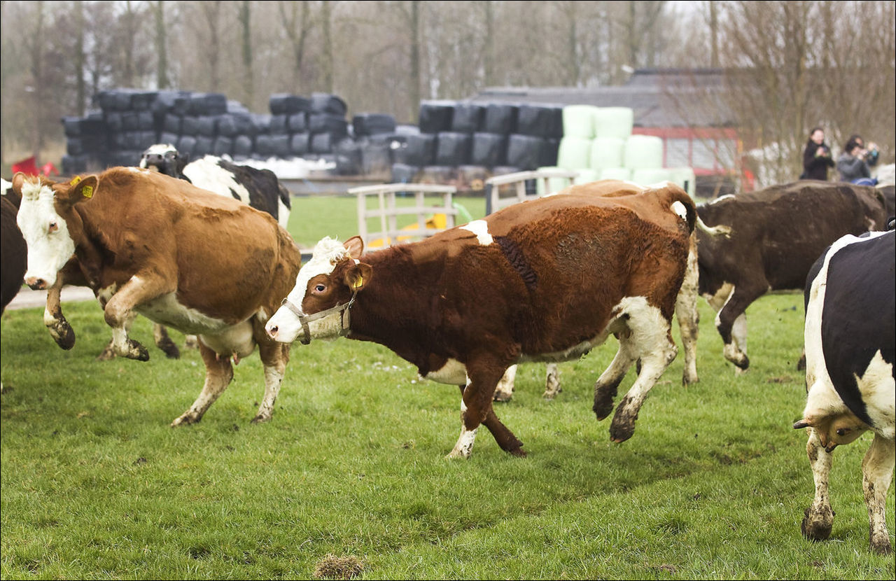 Primim la carne si crestere!Cirlani cai vaci buhai junci Закупаю коров быков телят! Transport Gratis foto 3