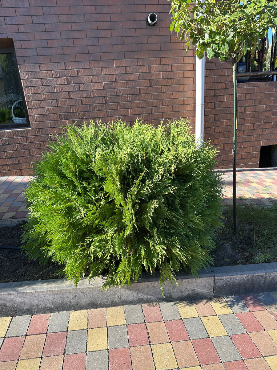 Tundere tuia/ leylandi/ gard viu ! foto 2