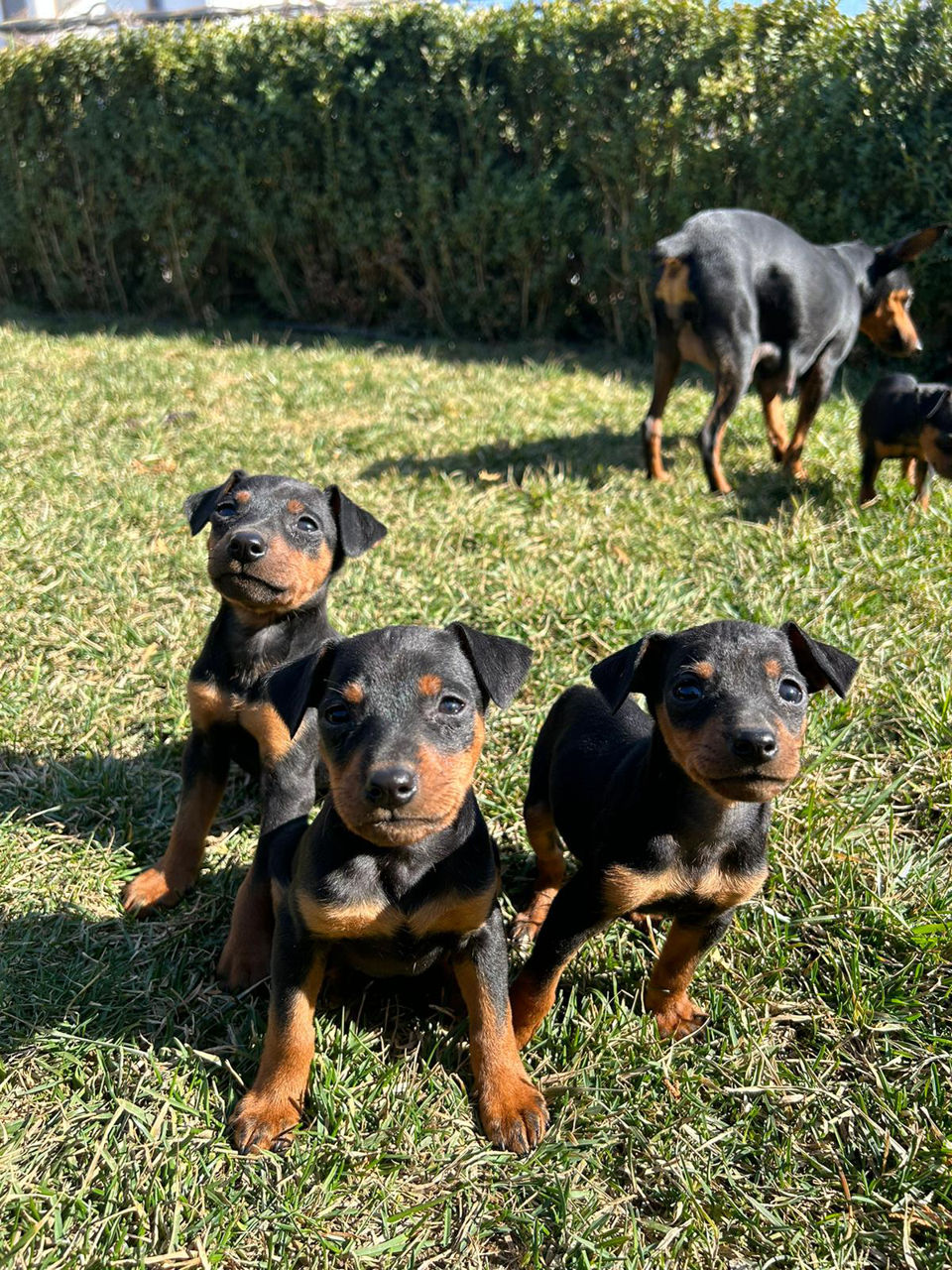 Zwergpinscher foto 3