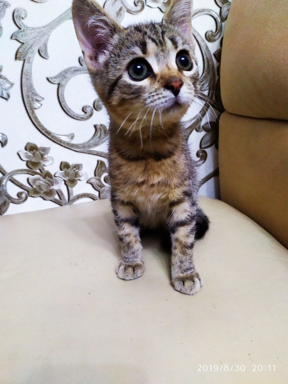Подарю котёнка в хорошие руки