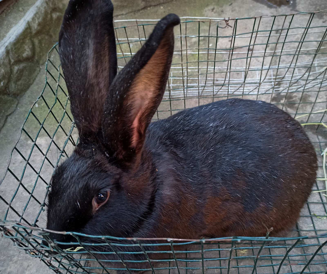 Самки и самцы