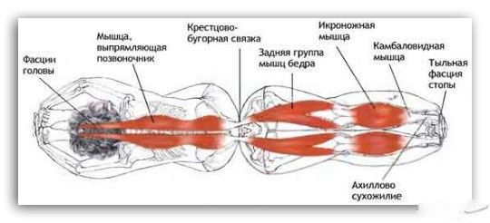 Тренажер для спины и позвоночника. foto 8