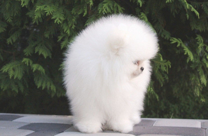 Мини(toi spitz Pomeranian) foto 0