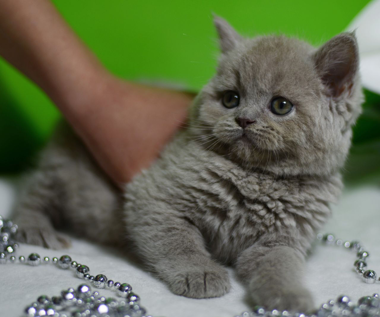 Кошечка лилового окраса