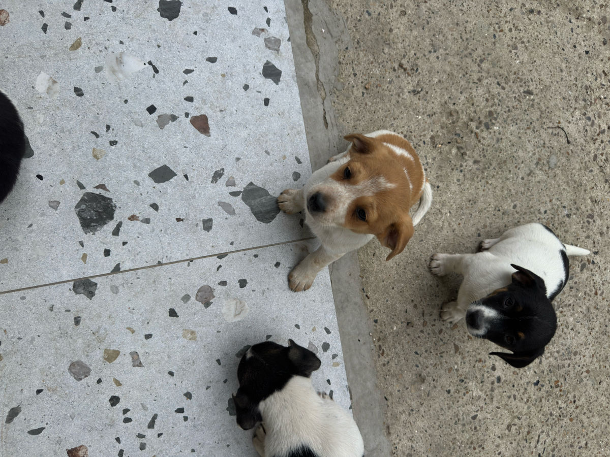 Pui Jack Russell Terrier (metis) de vânzare  foto 3
