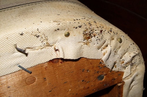 Ucide gandacii de bucatarie, gistrugim ploșnițe de pat, purici, capusa, muste, rozatoare foto 2