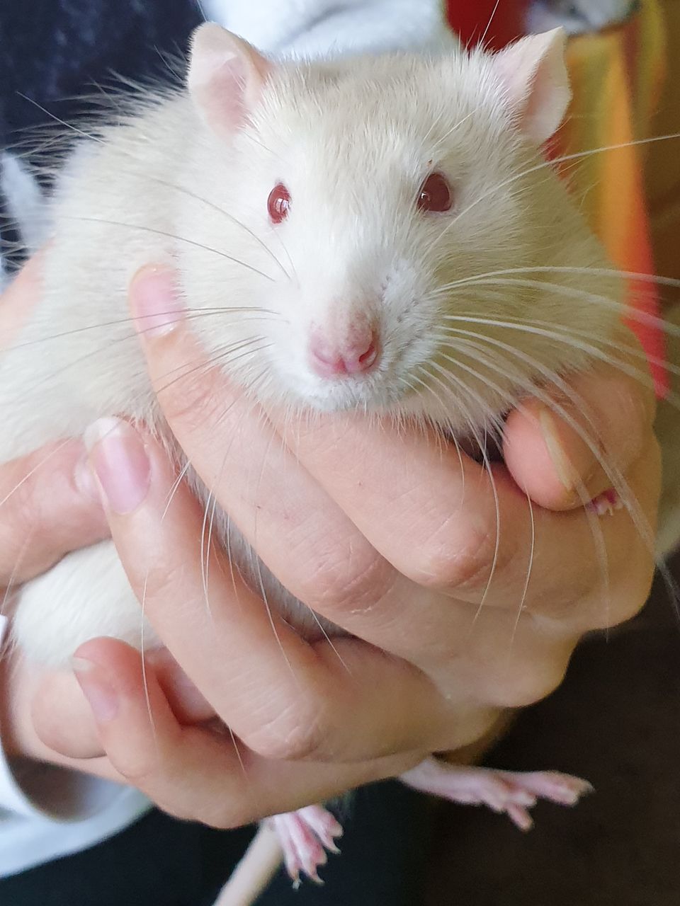 Крысята Дамбо альбинос
