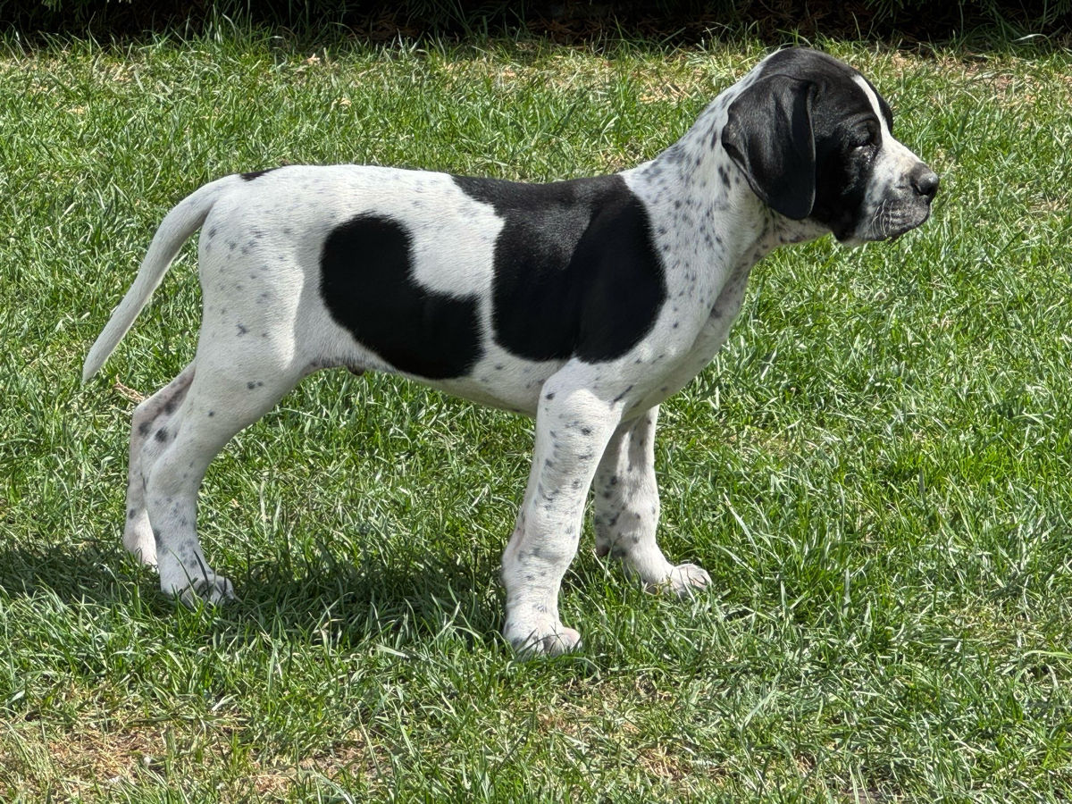 Pointer englez . Английский принтер  foto 0
