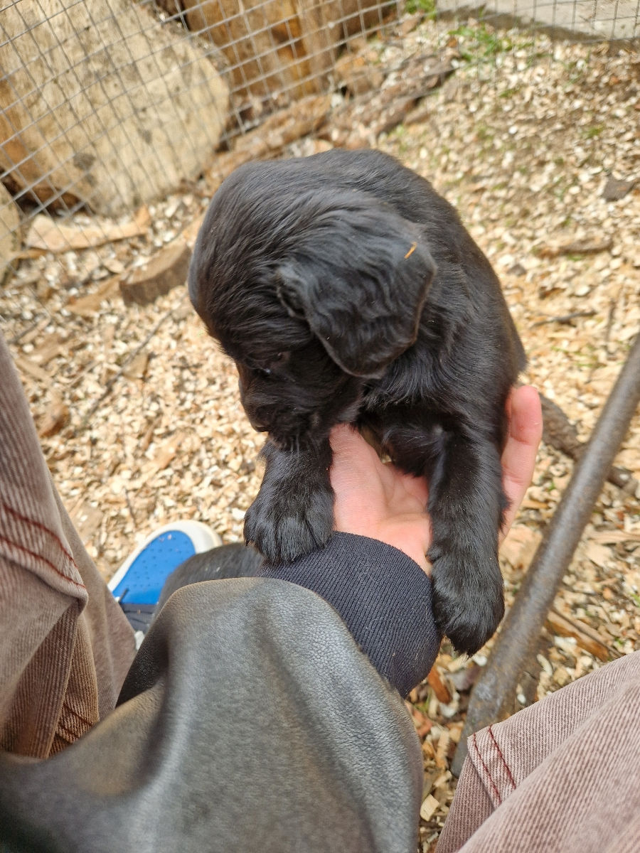 Cocker spaniel englez foto 0