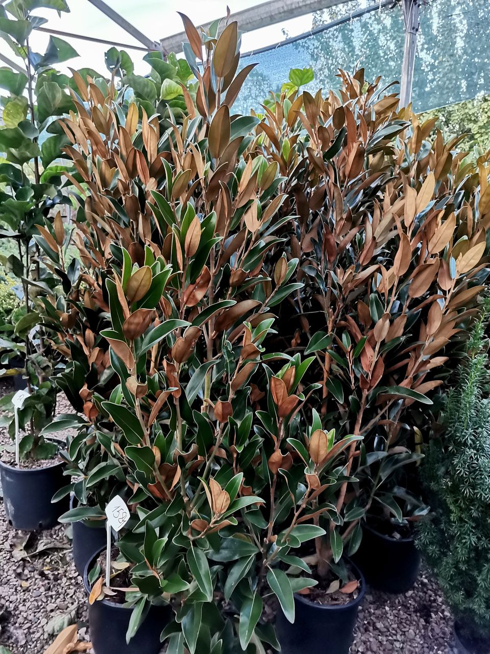 Magnolia foto 1