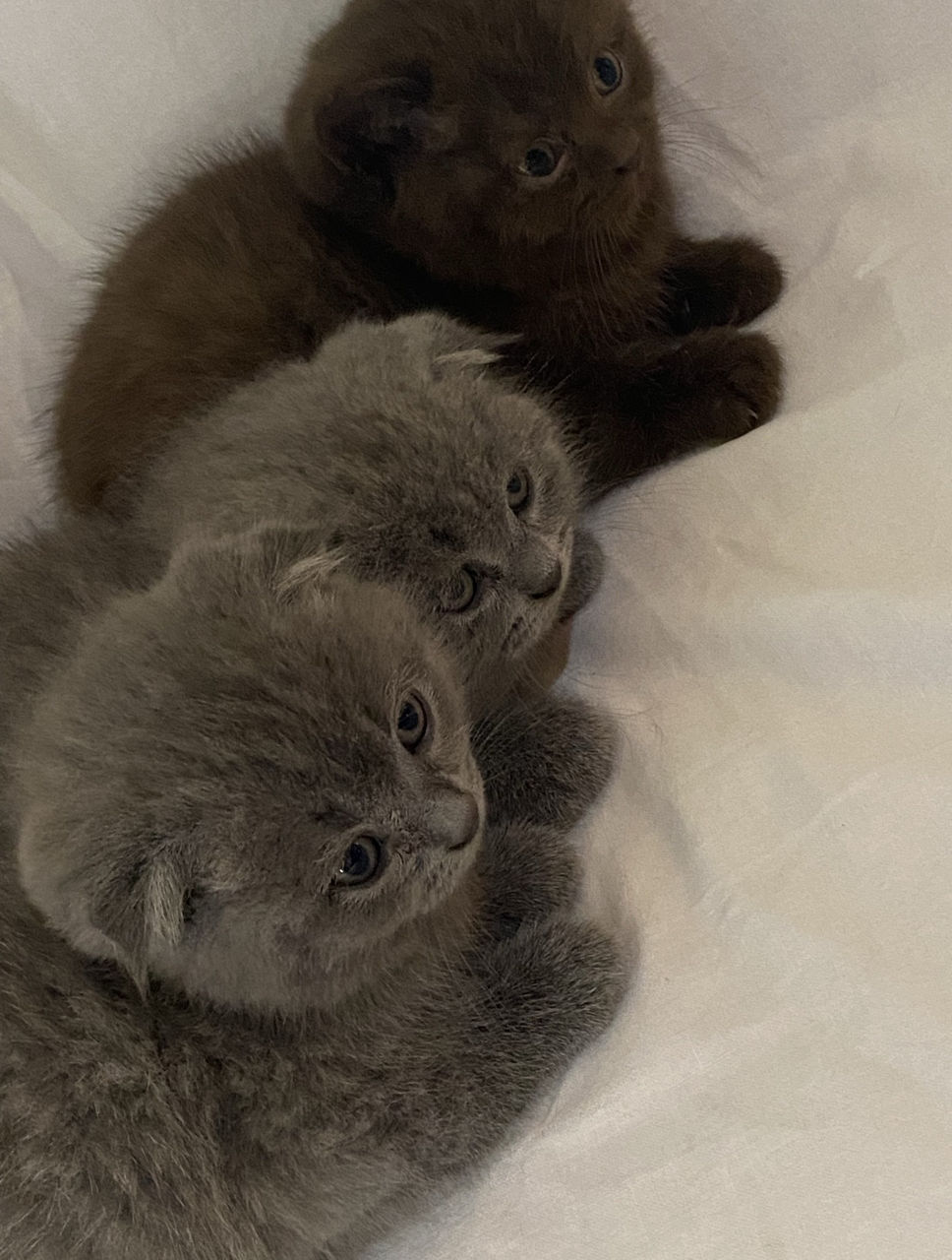 Рождение Вислоухих Котят Фото
