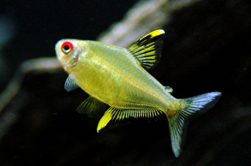 Pește acvariu Tetra Lemon (Hyphessobrycon pulchripinnis) !  Livrare în Chișinău! foto 0