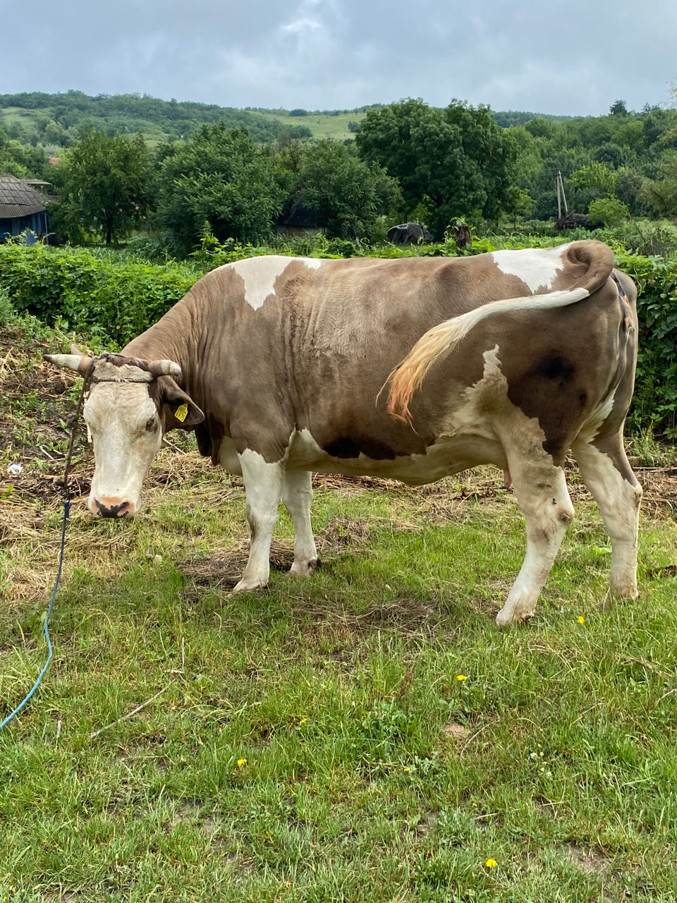 Cumpăr: animale la carne foto 0