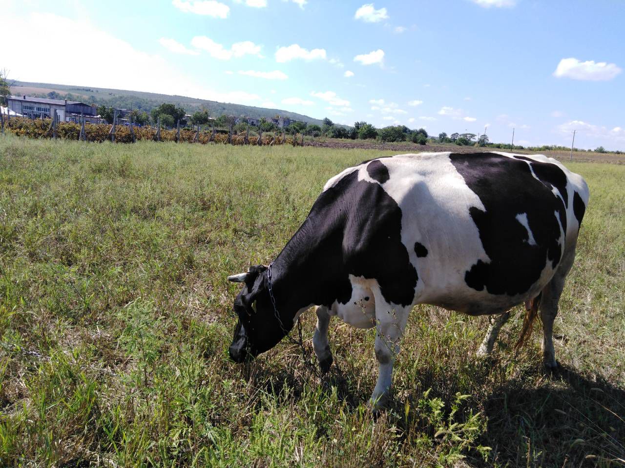 Продажа коров в свердловской области на авито с фото