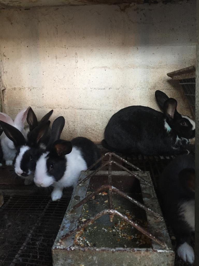 Cei mai buni iepuri. foto 5