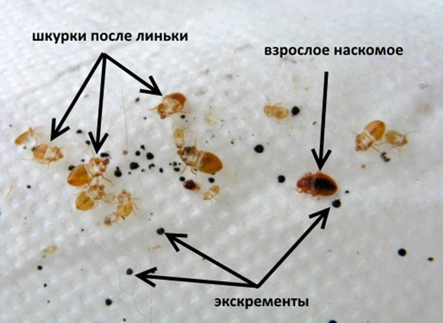 Exterminarea plosnita de pat , căpușă de pat , gândaci de bucataria , viespile foto 2
