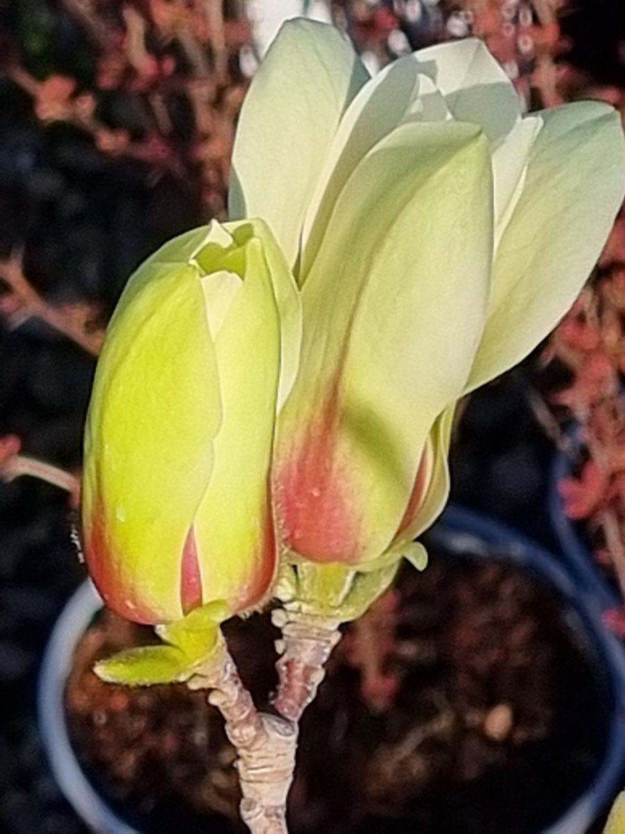 Magnolia foto 8