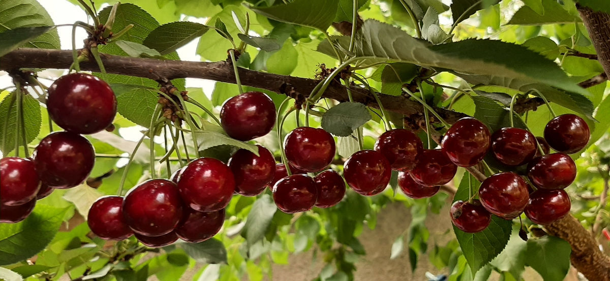 Pomi fructiferi ! Cais ( abricos ) , cireș , prăsad  și alte specii... foto 8