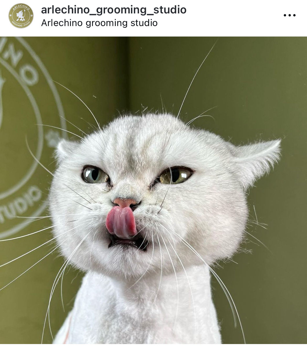 "Arlechino Grooming Studio". Буюканы. Стрижка кошек. foto 6