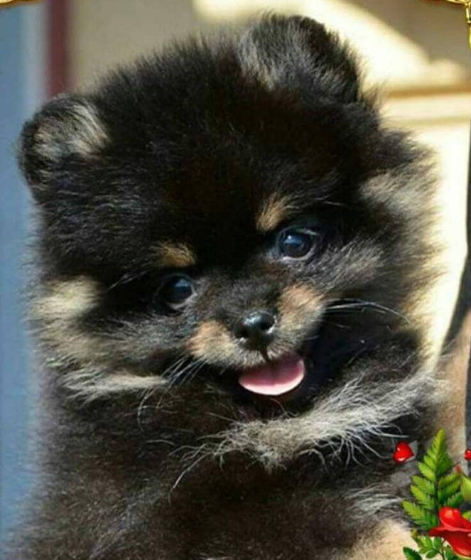 Pomeranian  померанский  шпиц foto 2