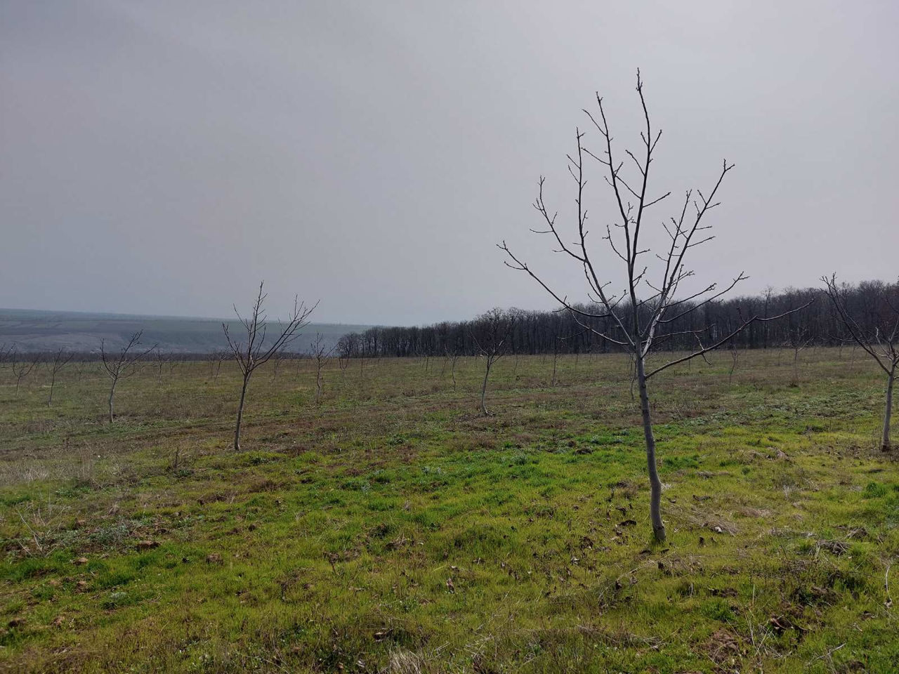 Livadă de nuci chandler, 7 ani - 11.4 ha cu sistem de irigare. foto 1