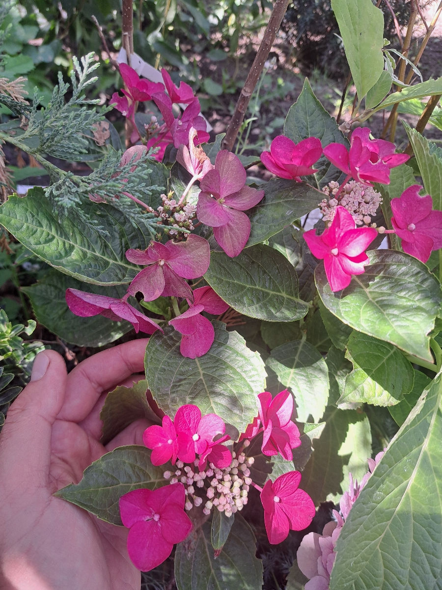 Hortensia foto 9
