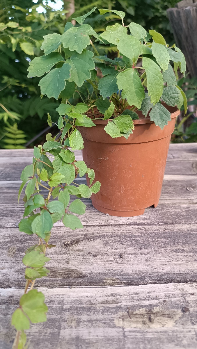 Vita japoneza (девичий виноград) foto 4