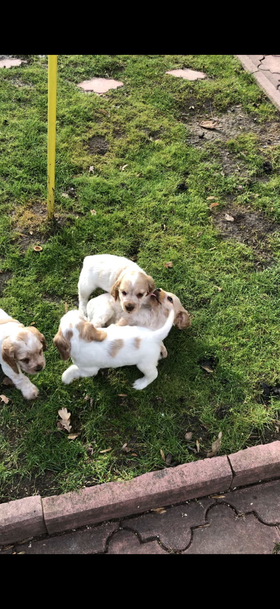 Cățeluși de Cocker Spaniel foto 2