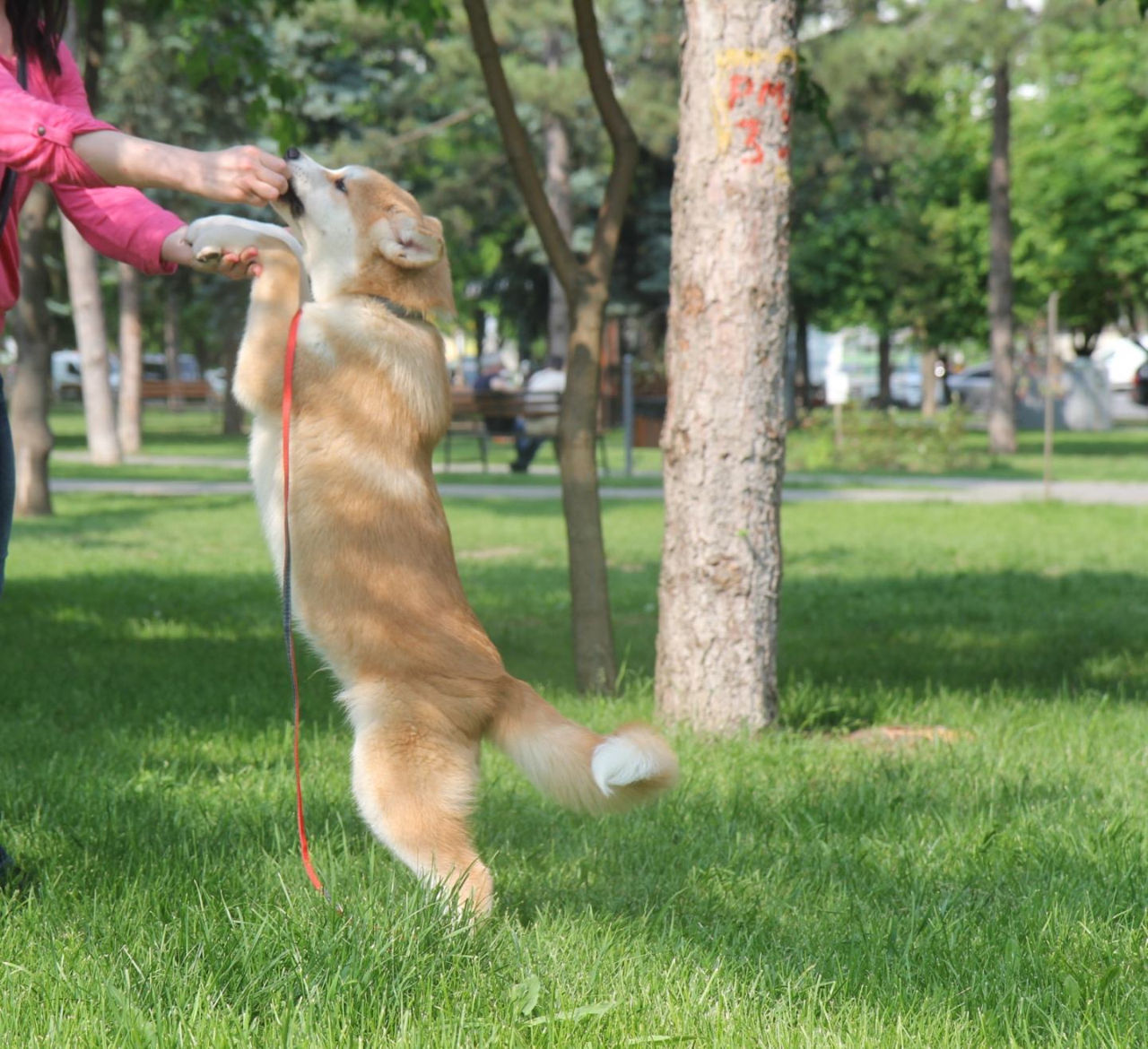 Akita inu - mascul / Акита ину - мальчик  фото 1