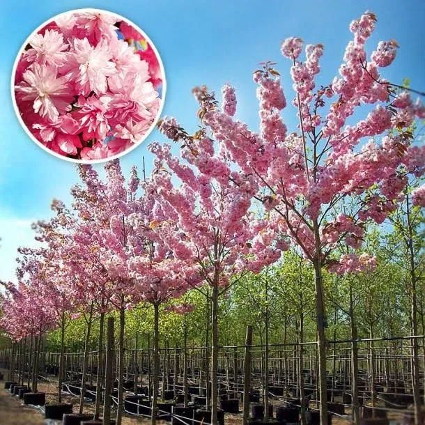 Sakura Japoneza,.La cantitate mai mare pretul se negociaza. foto 1