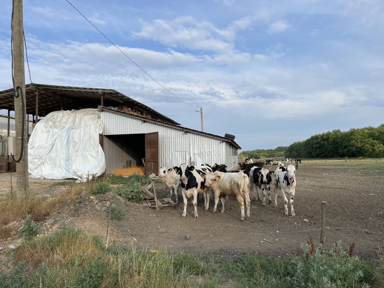 Afacere activa la 40 km de chișinău foto 5