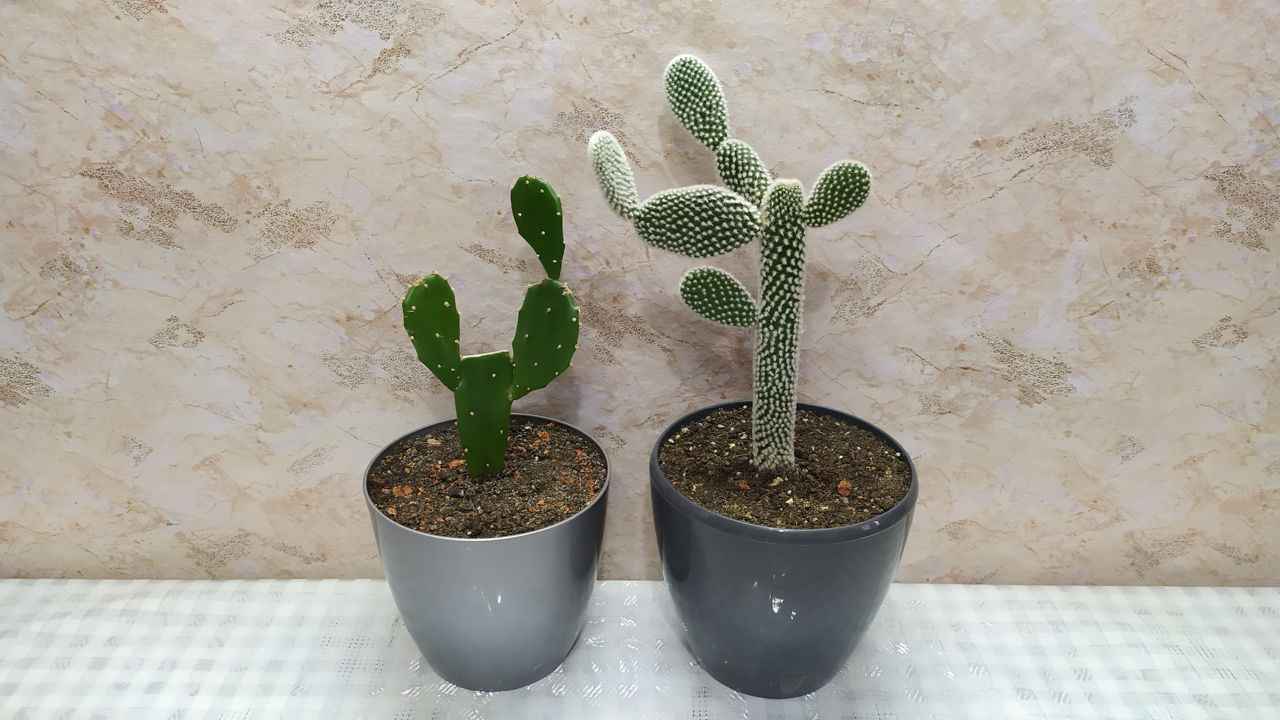 Cactus.Livrare. / Кактус. Доставка. foto 5