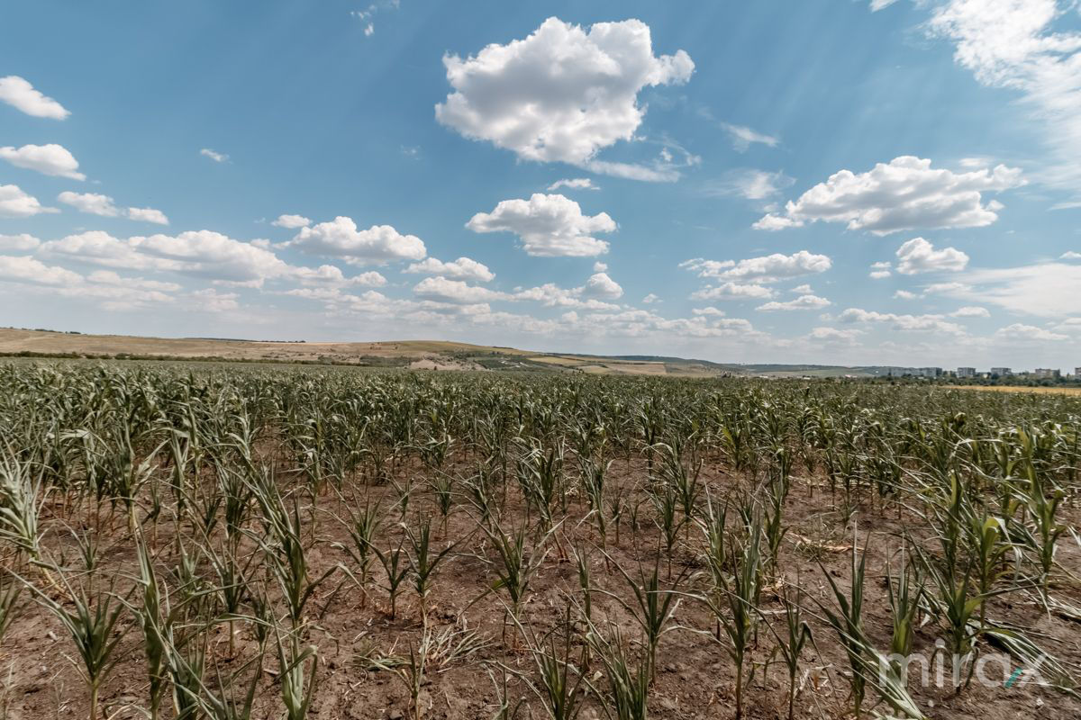 Spre vânzare teren, destinație agricolă amplasat în s. Sângera foto 7