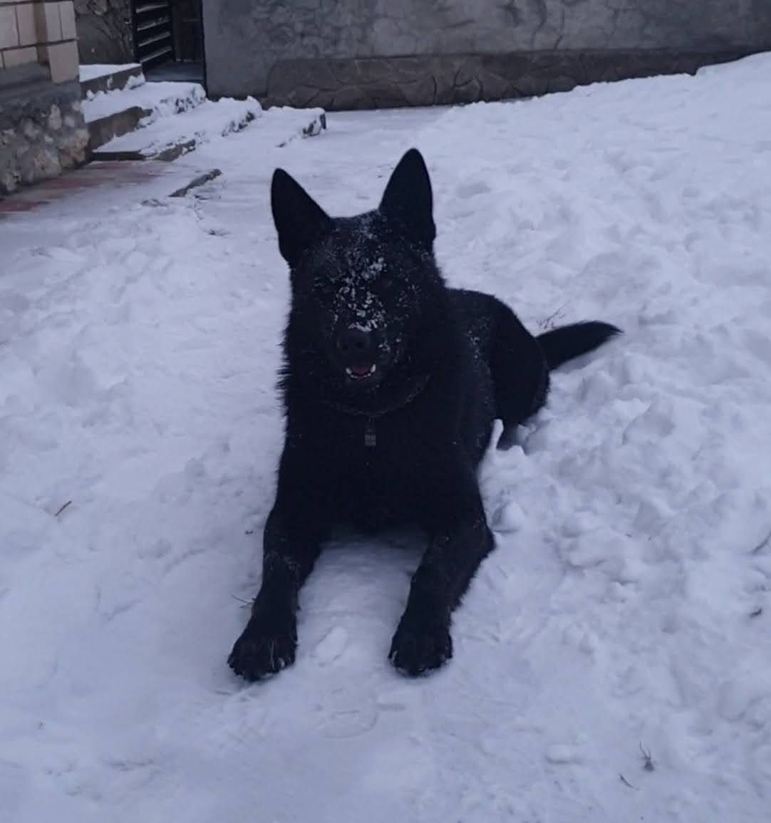 Ciobănesc german negru foto 2