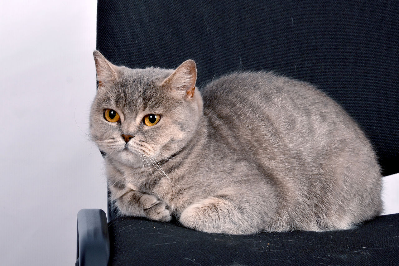 Британские котята