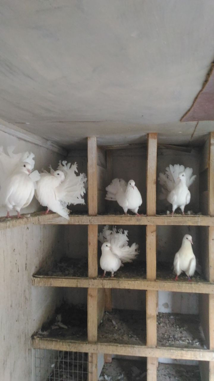 De vânzare porumbei curcani albi foto 4