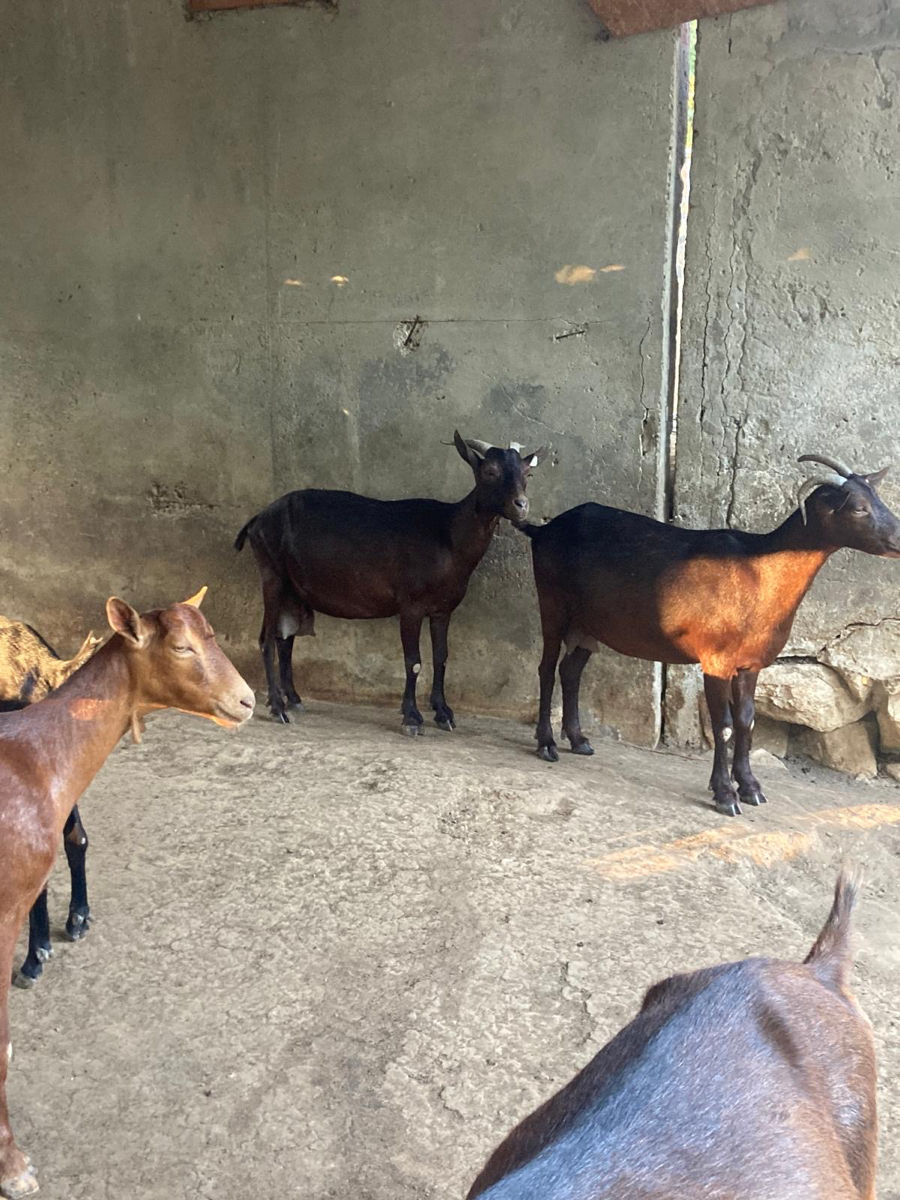 Capre de rasa  Murciano Granadina si  Anglo-nubiană foto 1