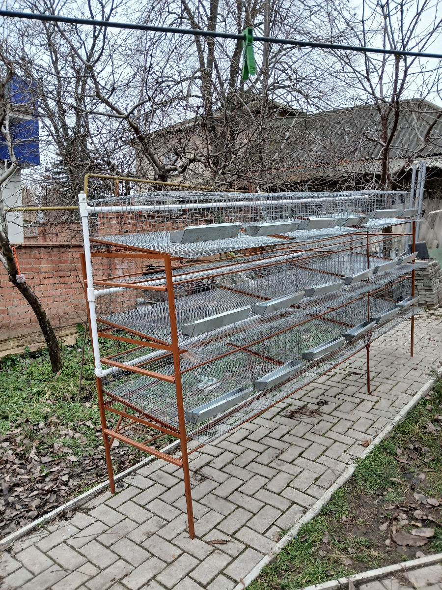 Cuști pentru prepelite foto 3
