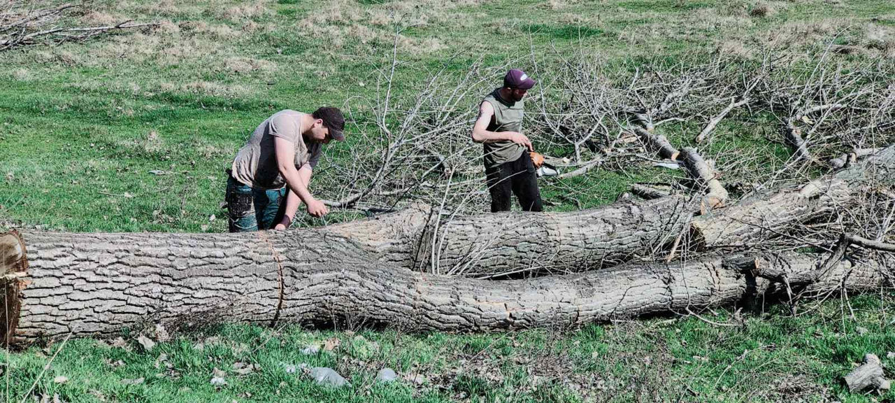 Curățarea copacilor de crengi uscate! foto 8