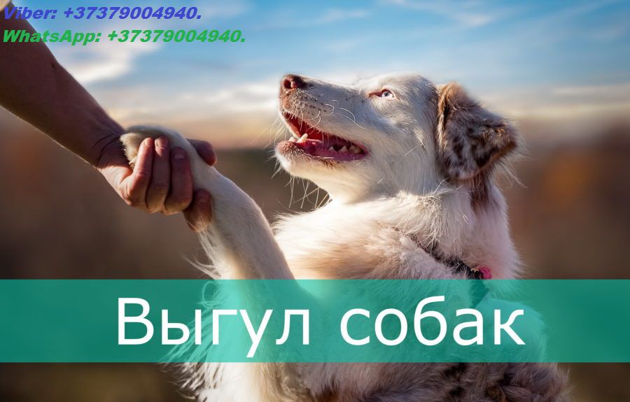 Городской сервис по выгулу собак, собака гуляка. Безопасный выгул собак. Viber WhatsApp Telegram. фото 1