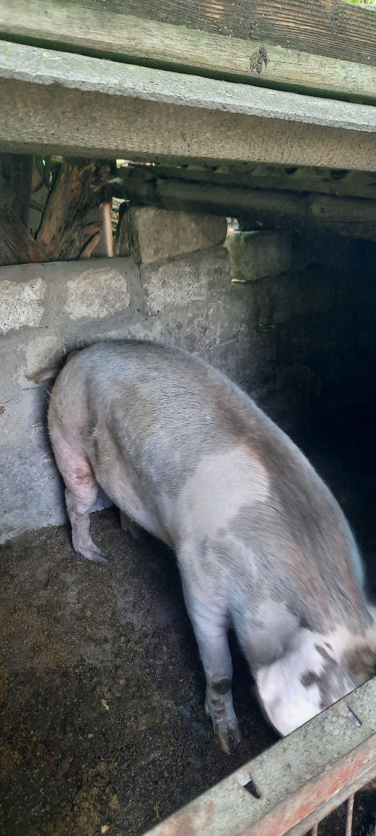 Porc 130kg 46 lei kg foto 2