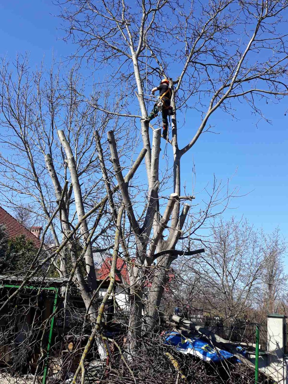 Спиливание деревьев фото