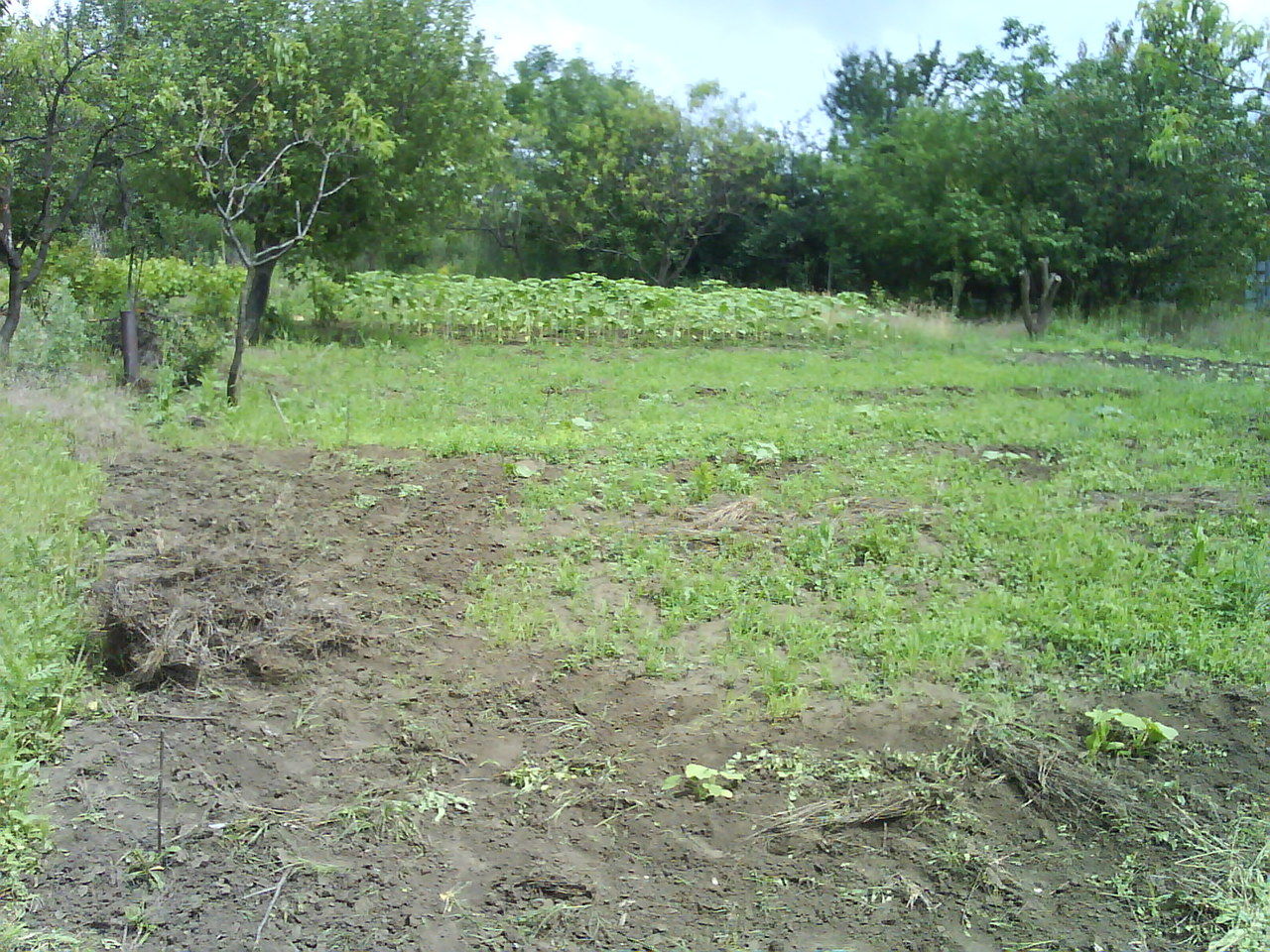 Lot pomicol in regiunea castelului Mimi