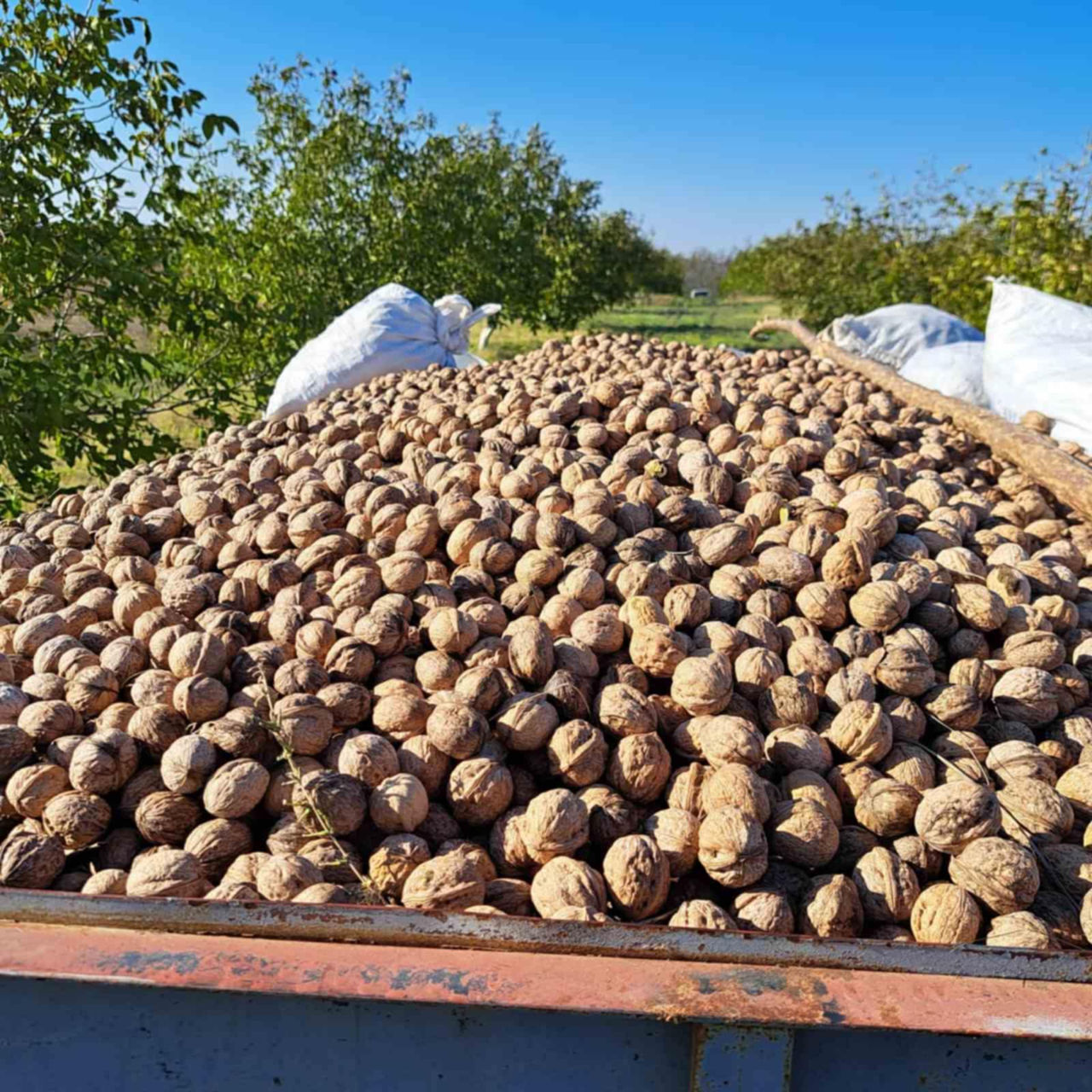 Vindem Teren Agricol cu Livadă 10ha+viță de vie 4ha+5ha  teren arabil. Țepoaia, comunaTigheci, Leova foto 4